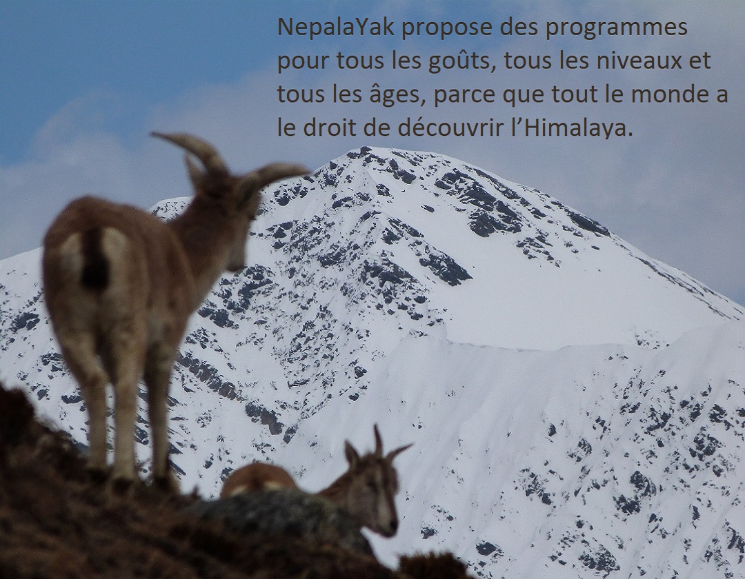 Valeurs de NepalaYak, pour tous les niveaux dans l'Himalaya
