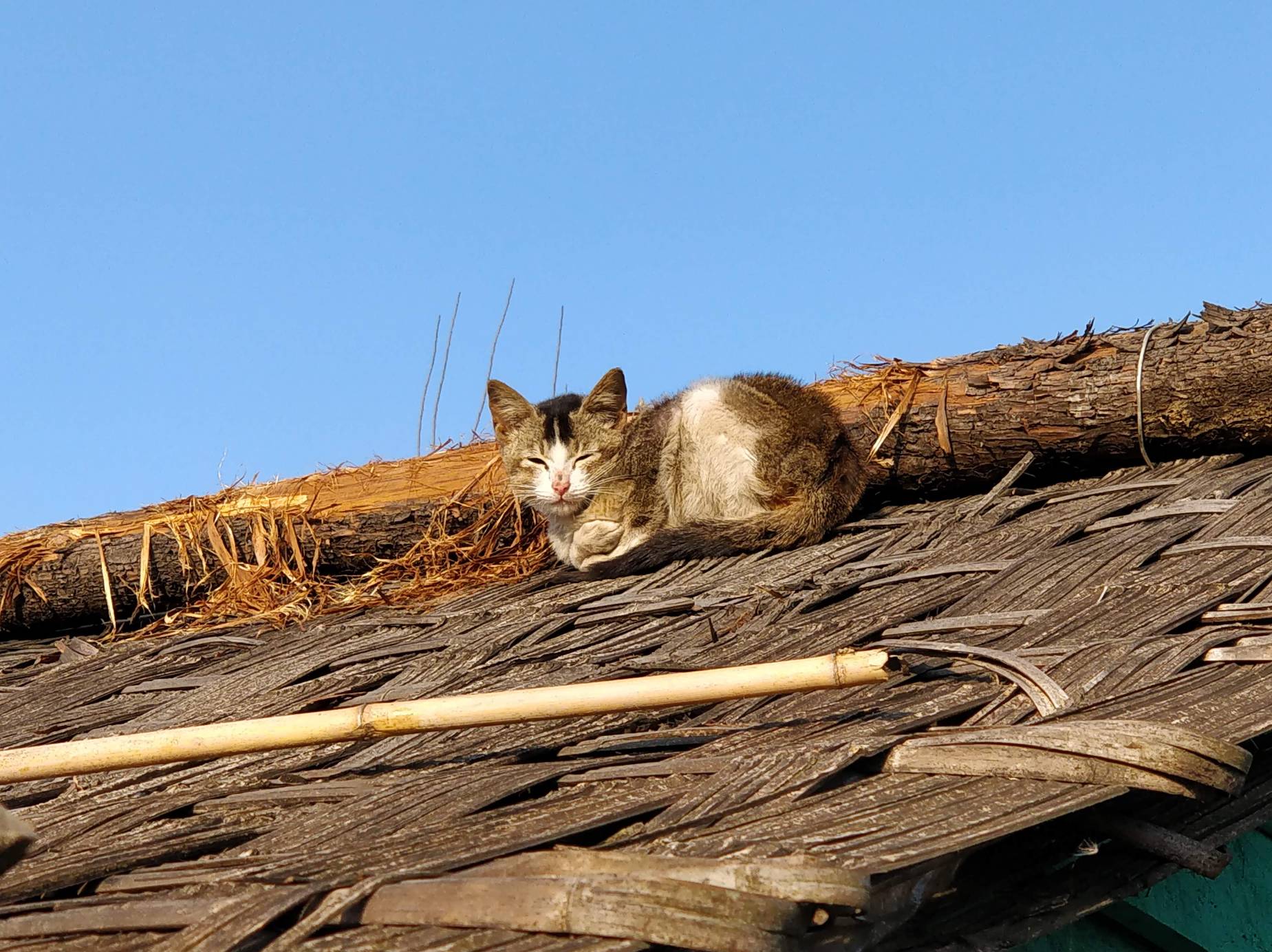 ilam cat on roof thumke