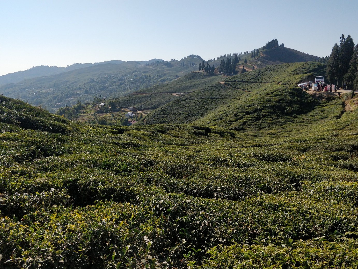 ilam kanyam tea garden
