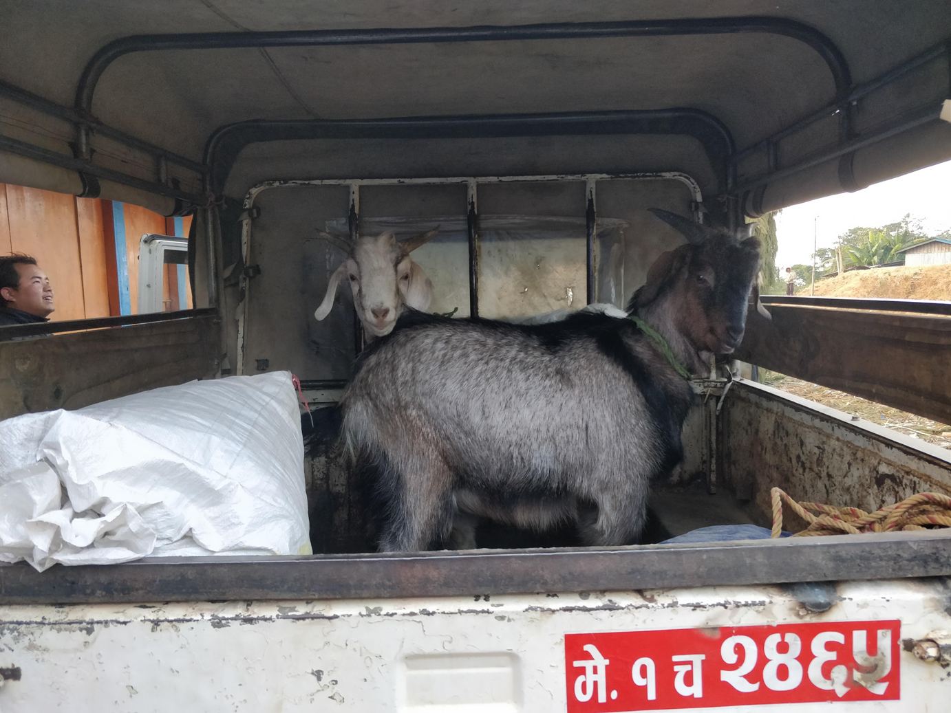 ilam jeep goats