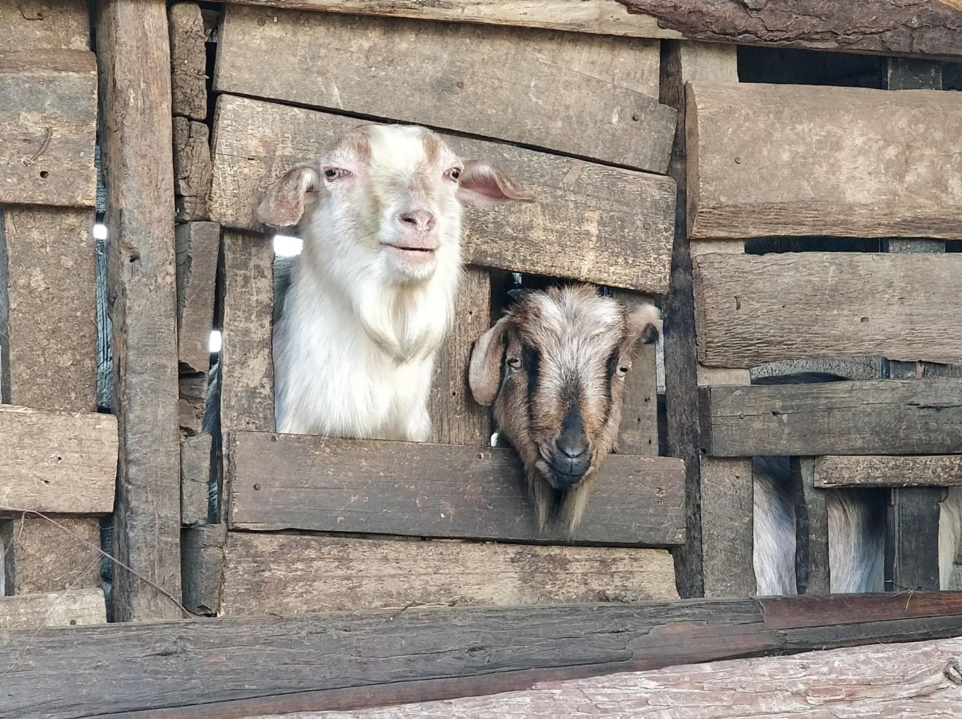 ilam thumke goats