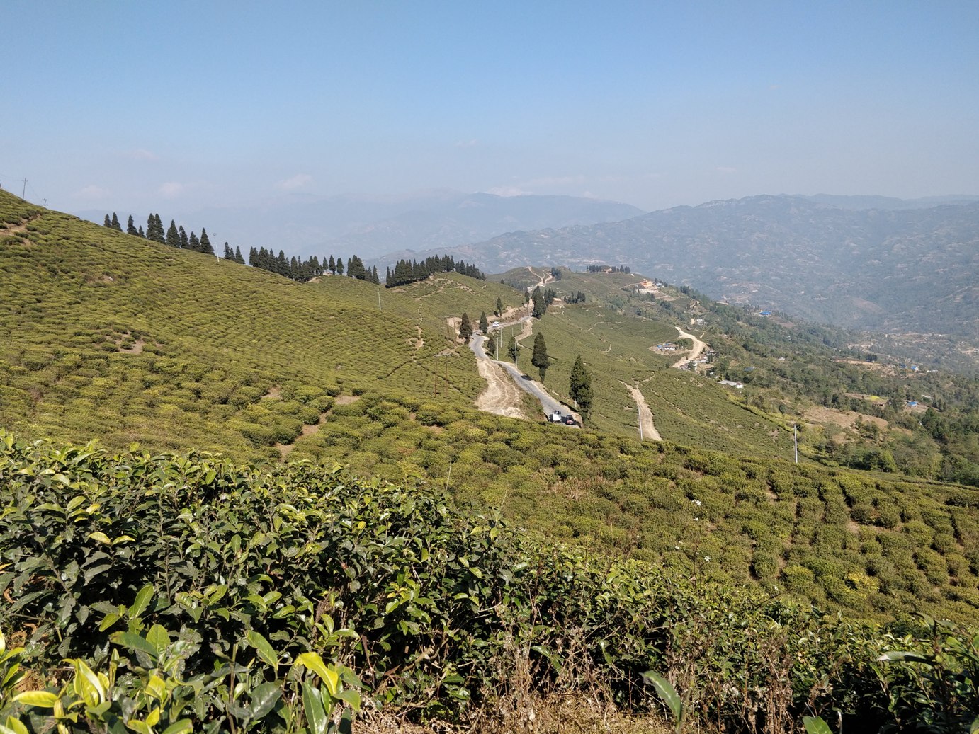 ilam kanyam tea plantation