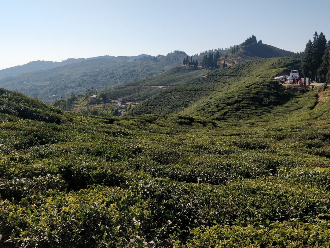 01 ilam kanyam tea garden | NepalaYak