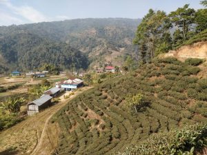 ilam tea garden countryside