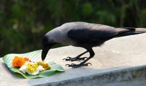 kag tihar corbeau